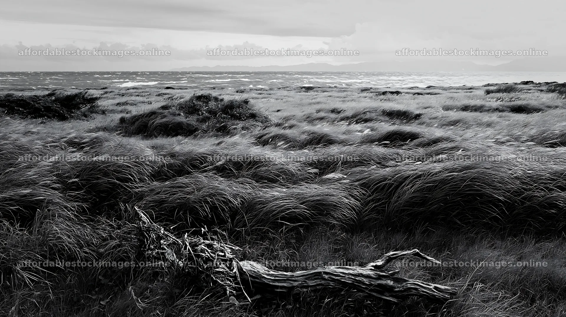 Chiba coastal climate meadow with driftwood in the foreground – stock images 10608x5938