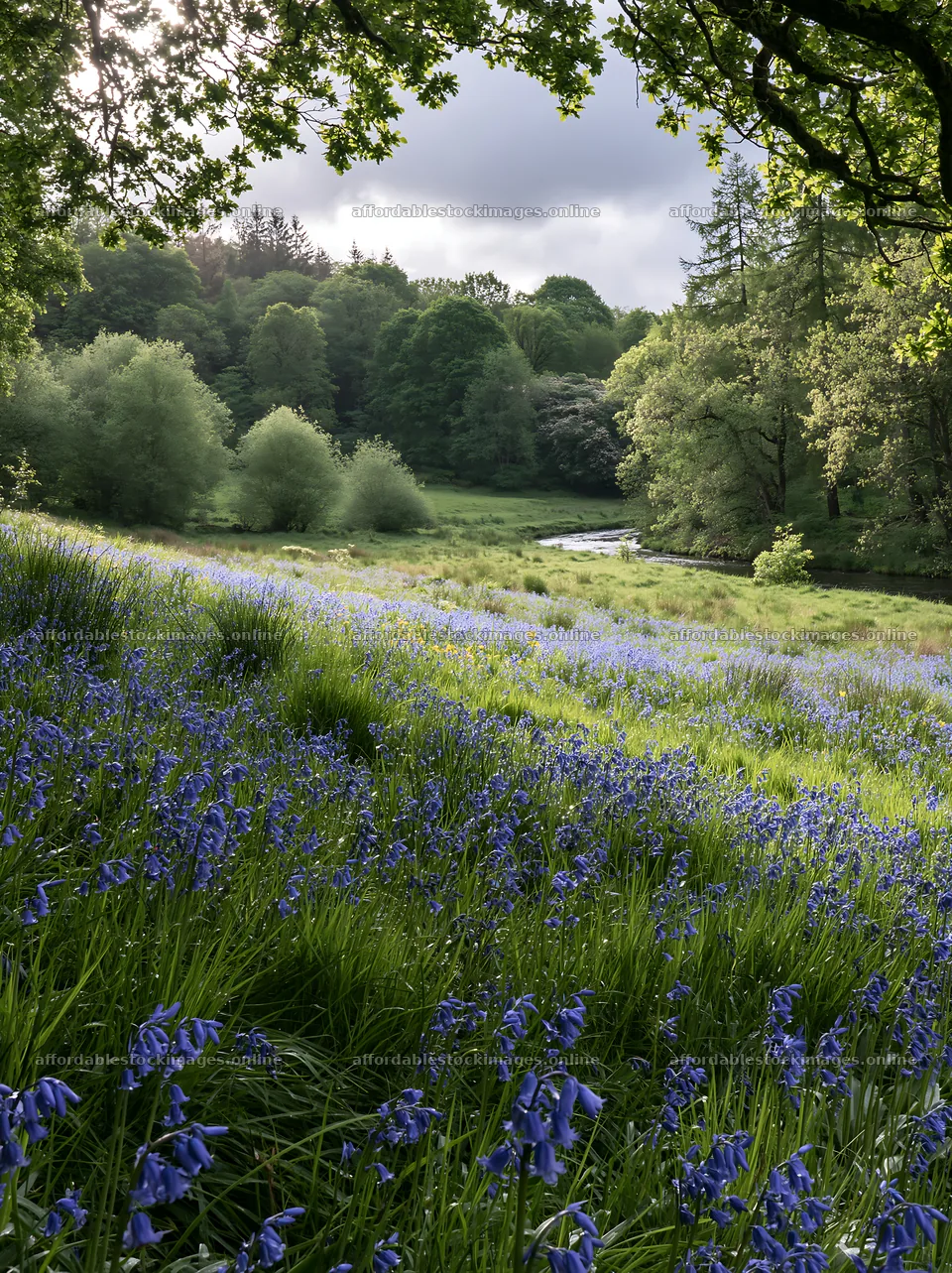 Woodland meadow flower border beside stream in spring – stock images 6866x9174