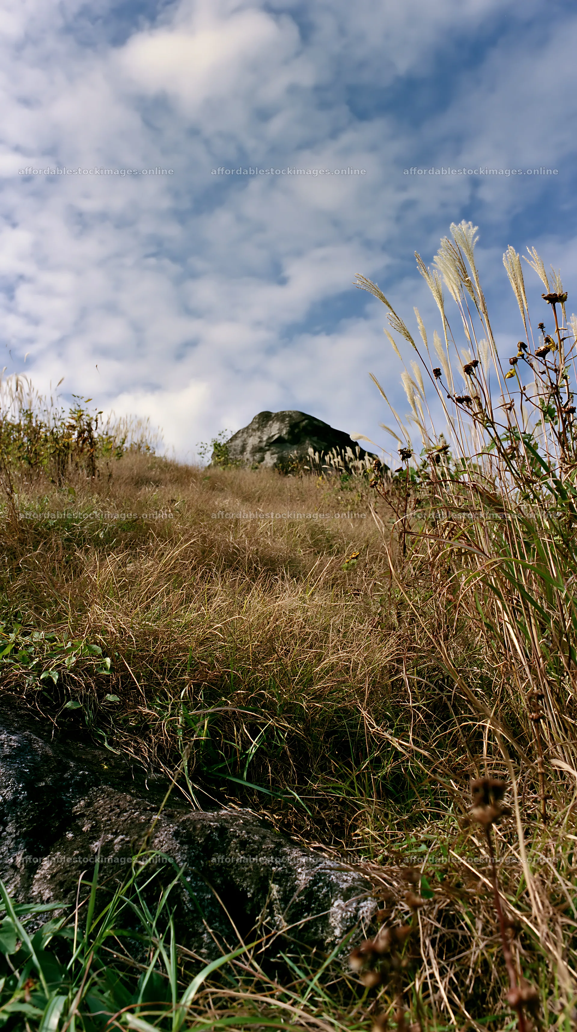 Aomori climate resilient meadow with large boulder – stock images 5938x10608