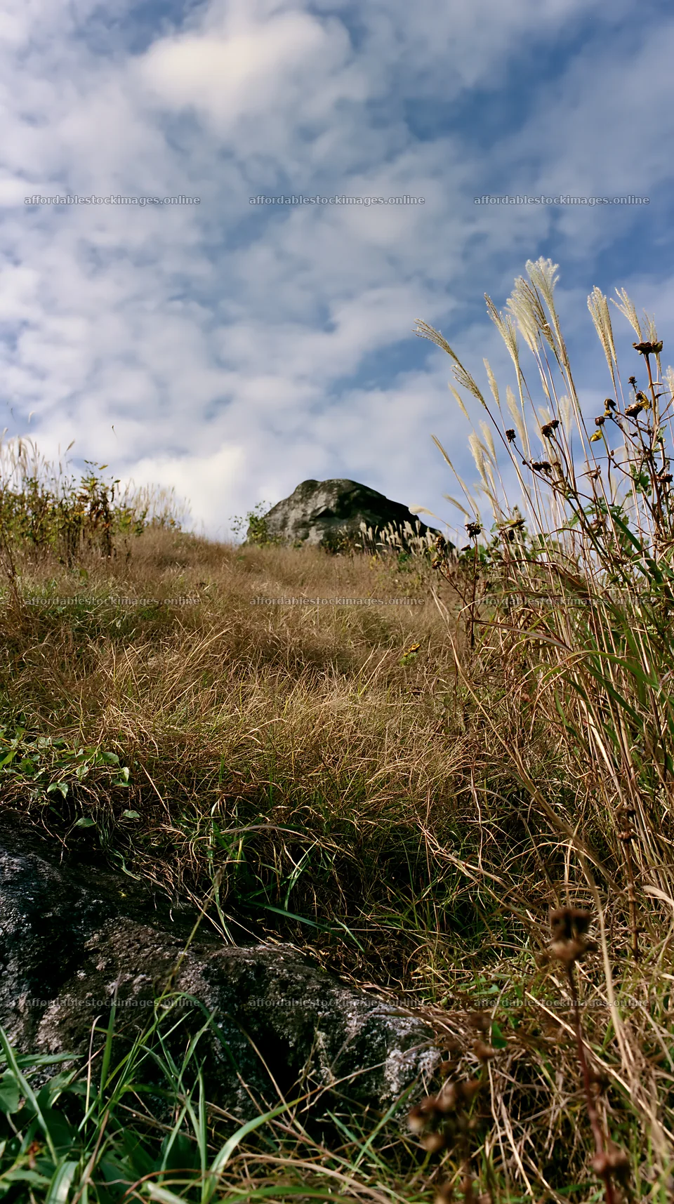 Aomori climate resilient meadow with large boulder – stock images 5938x10608