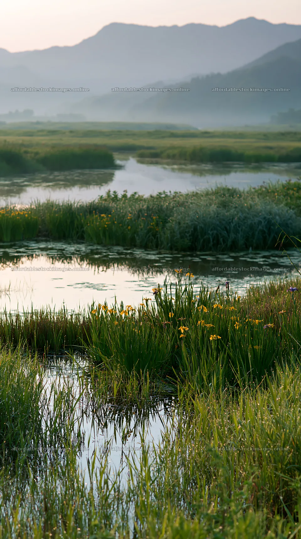 Niigata floodplain restoration meadow dew foreground – stock images 5938x10608
