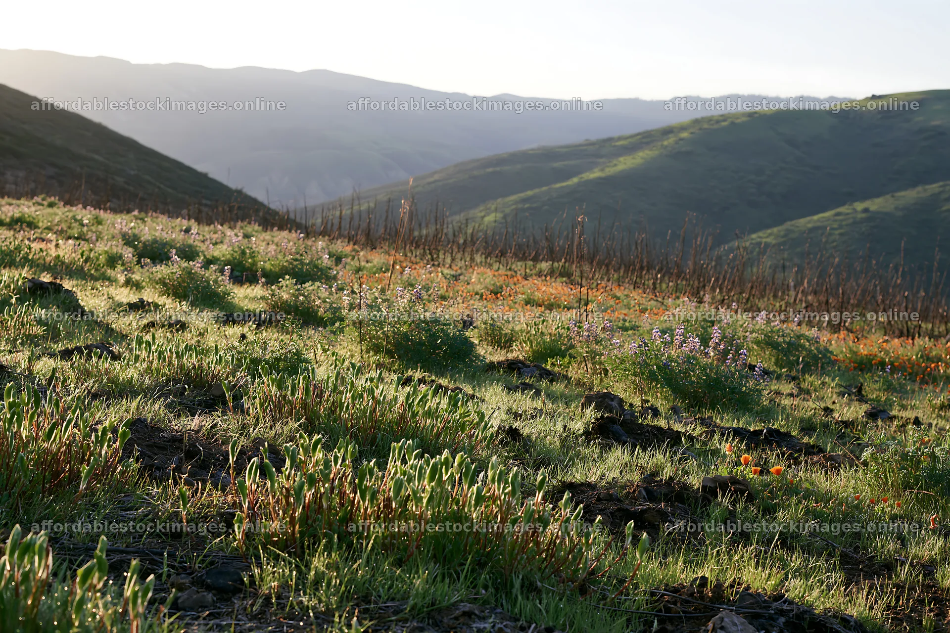 Climate-resilient meadow landscape at sunrise in mountain area – stock images 9722x6480
