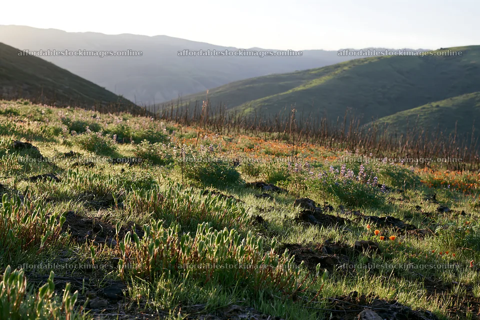 Climate-resilient meadow landscape at sunrise in mountain area – stock images 9722x6480