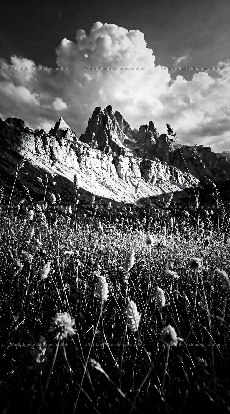 Seedhead meadow with mountains and clouds in the background – stock images 5916x10648