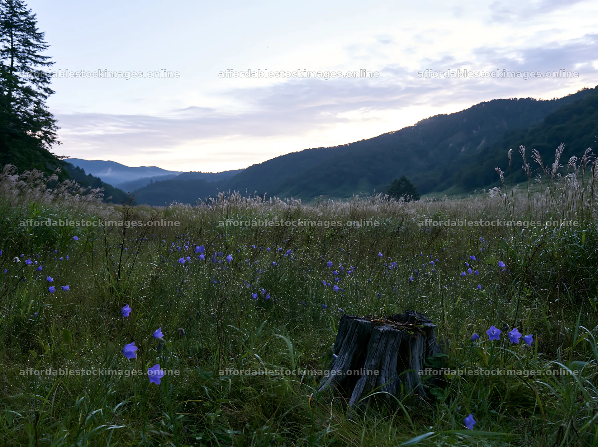 Fukushima native meadow with weathered stump under evening sky – stock images 9174x6866
