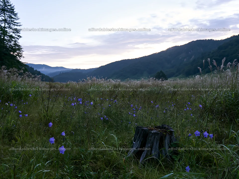 Fukushima native meadow with weathered stump under evening sky – stock images 9174x6866
