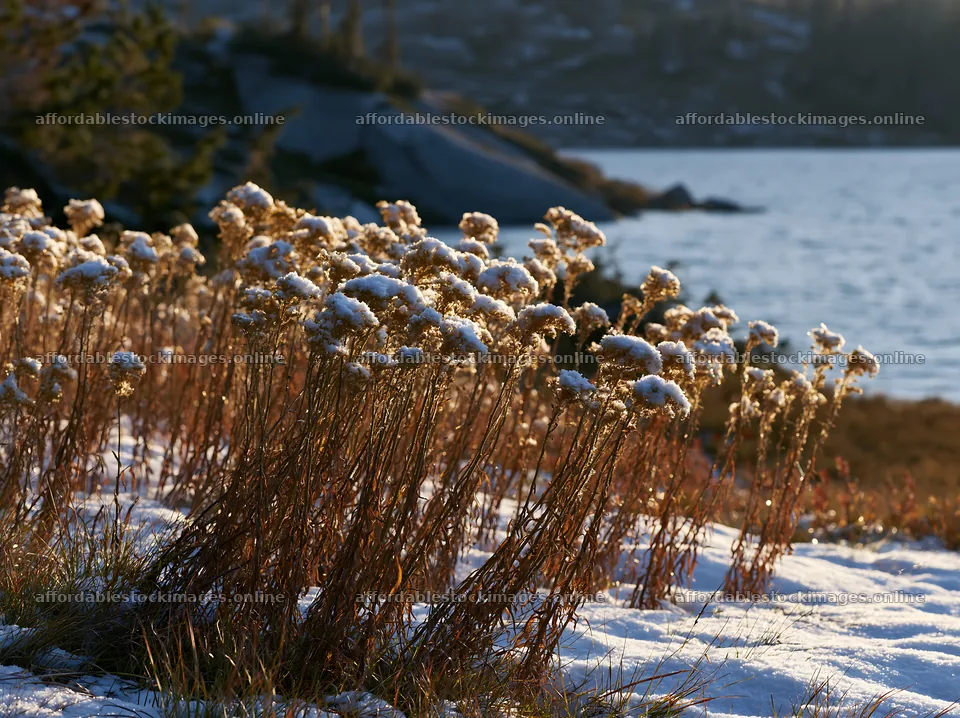 Lakeside meadow after the first snowfall in winter – stock images 9174x6866