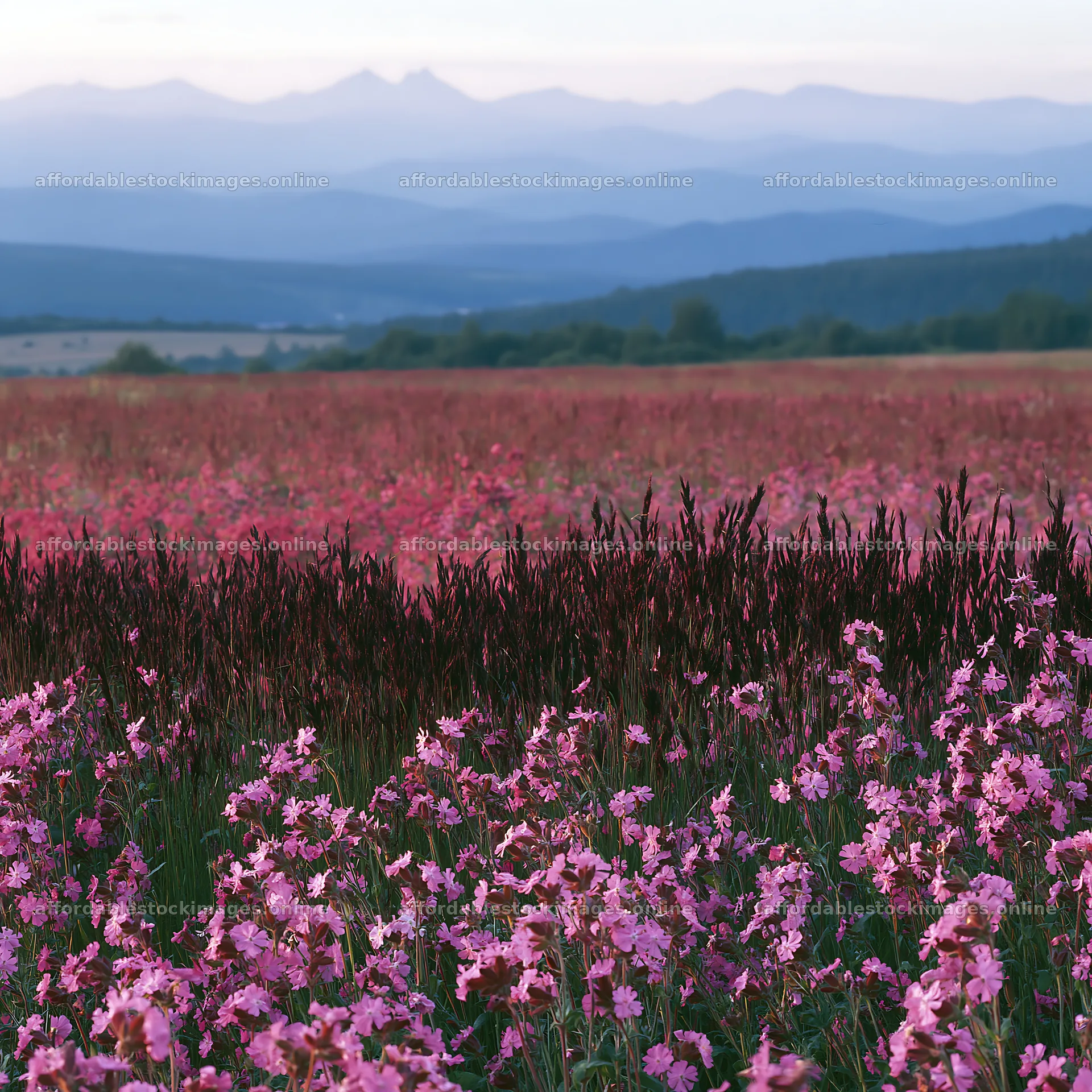Slovak meadow with wildflowers in the Carpathian valley – stock images 7938x7938