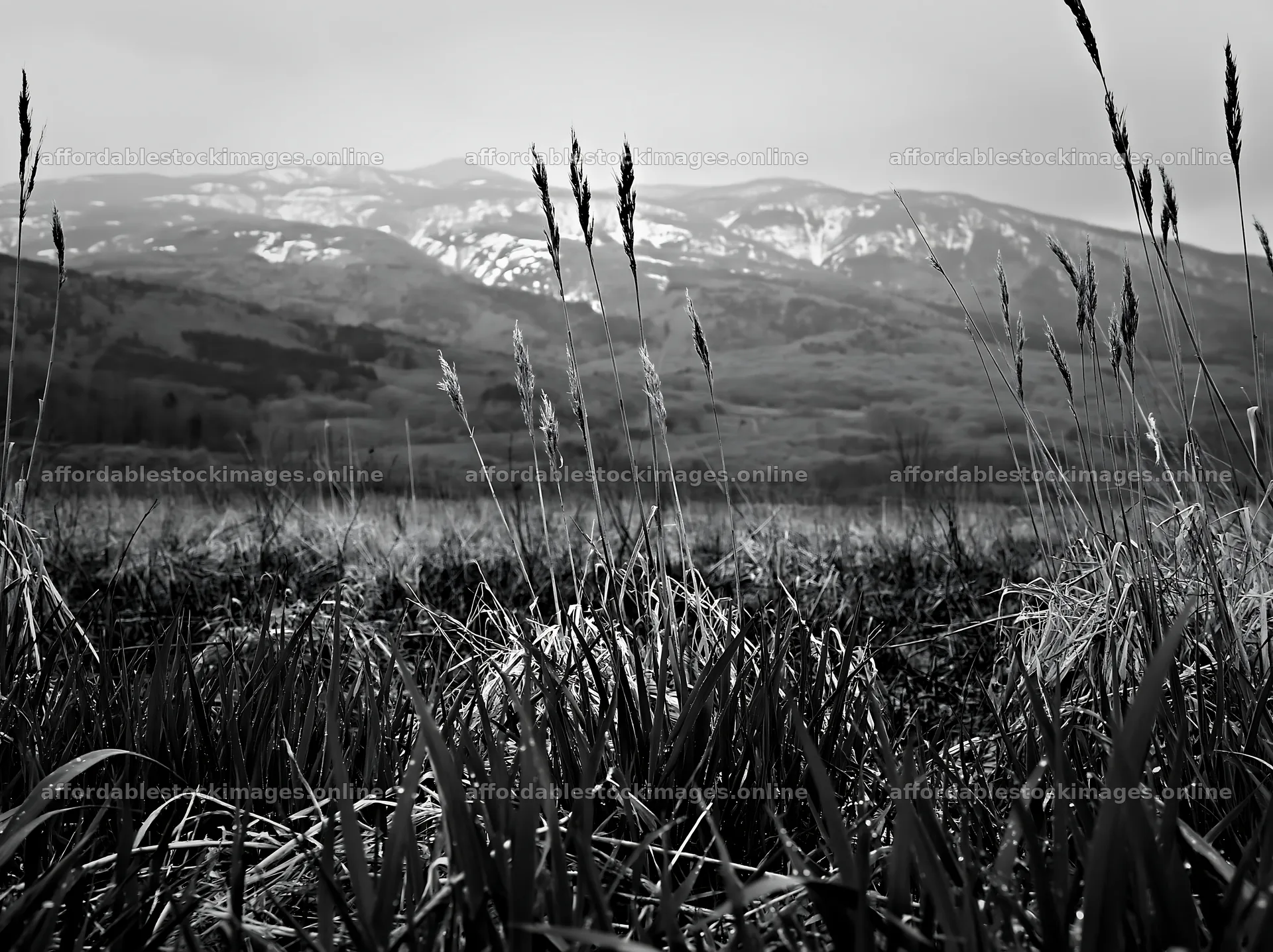 Iwate rain refreshed meadow seedhead foreground – stock images 9174x6866