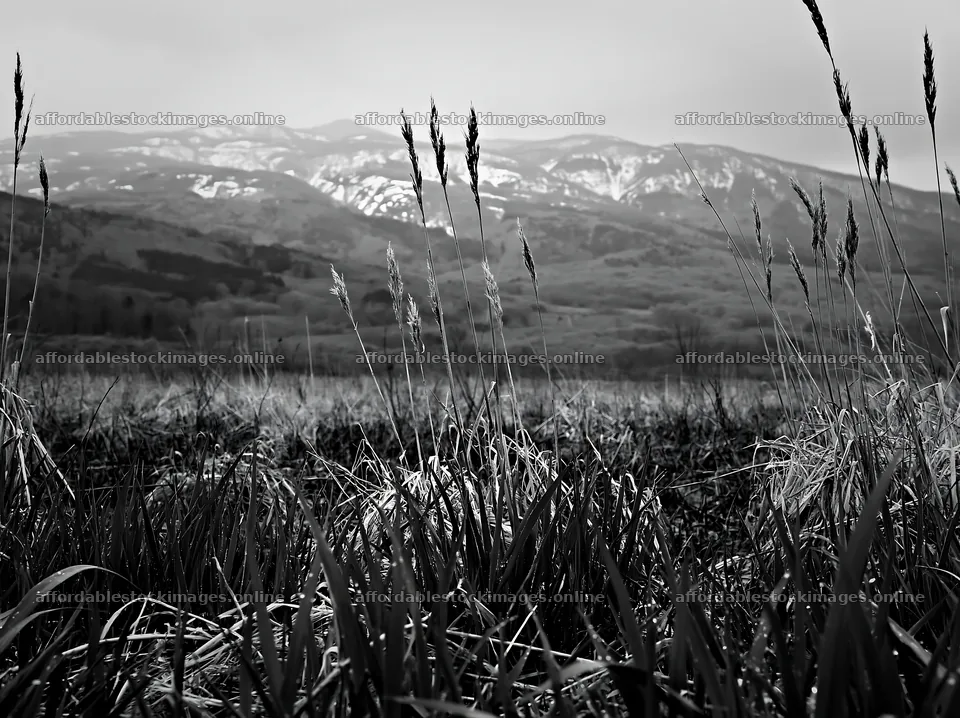 Iwate rain refreshed meadow seedhead foreground – stock images 9174x6866