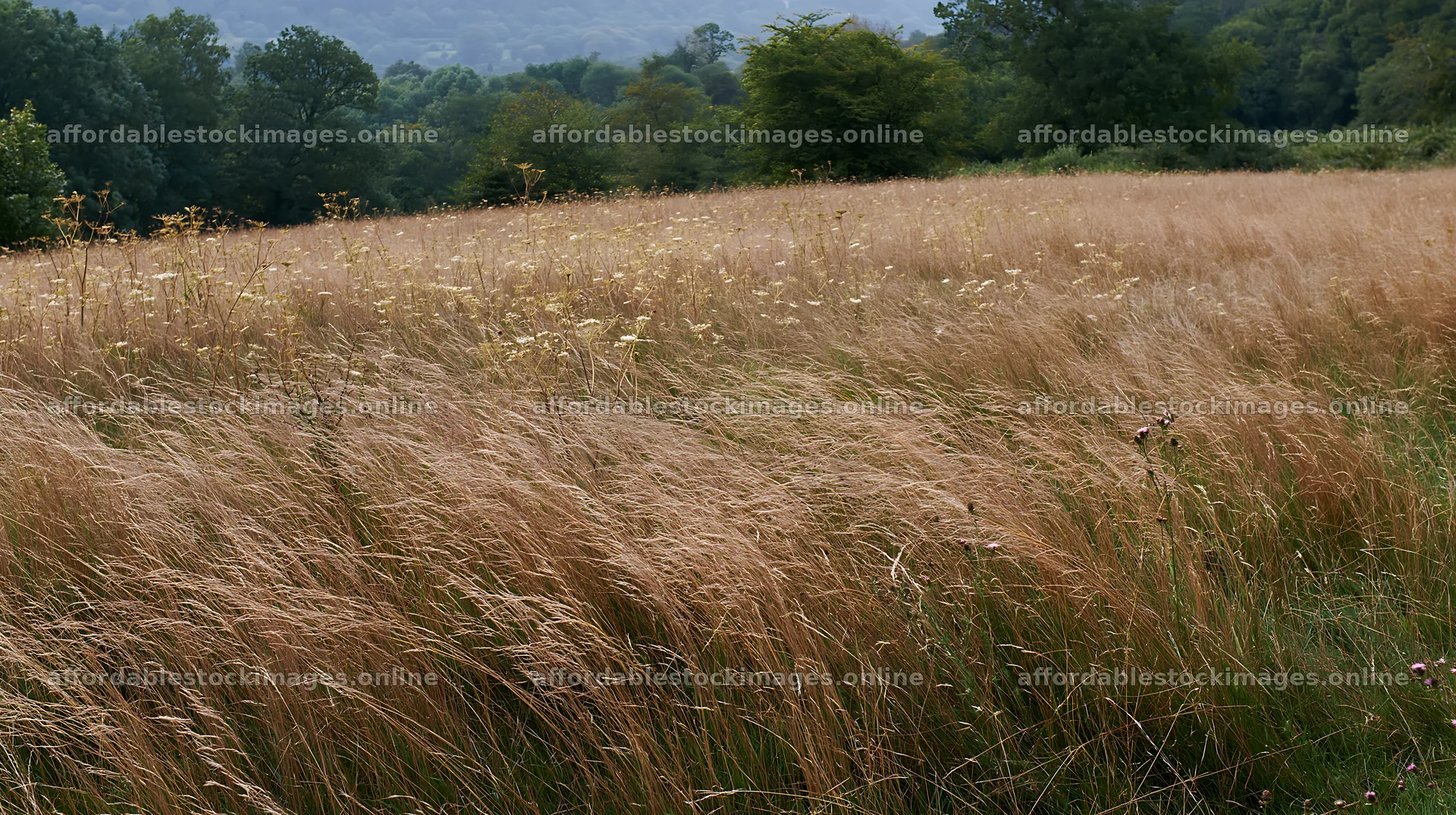 Autumn meadow grasses at woodland edge – stock images 10608x5938