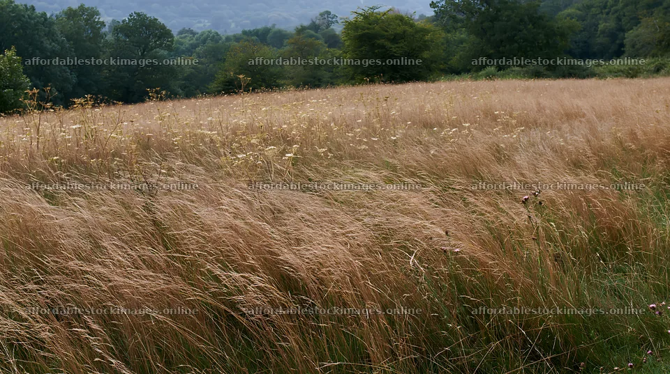 Autumn meadow grasses at woodland edge – stock images 10608x5938