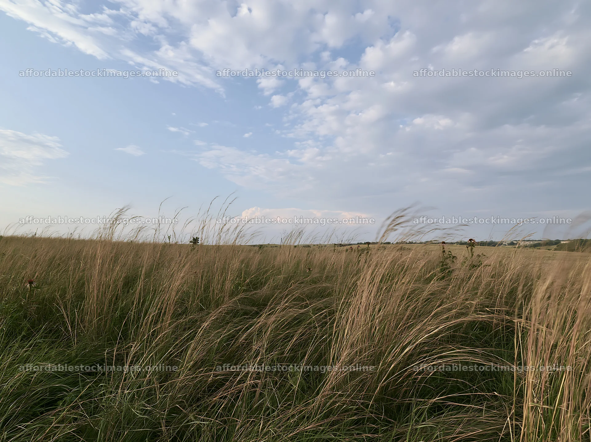 Drought-tolerant meadow with grass and cloudy sky – stock images 9174x6866