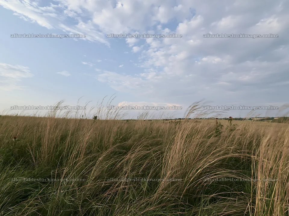 Drought-tolerant meadow with grass and cloudy sky – stock images 9174x6866