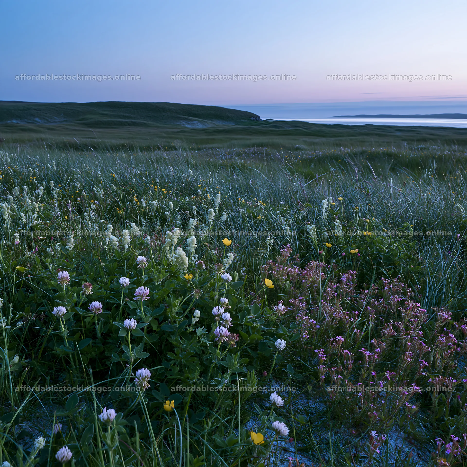 Regenerative meadow at dusk with wildflowers and grass – stock images 7938x7938
