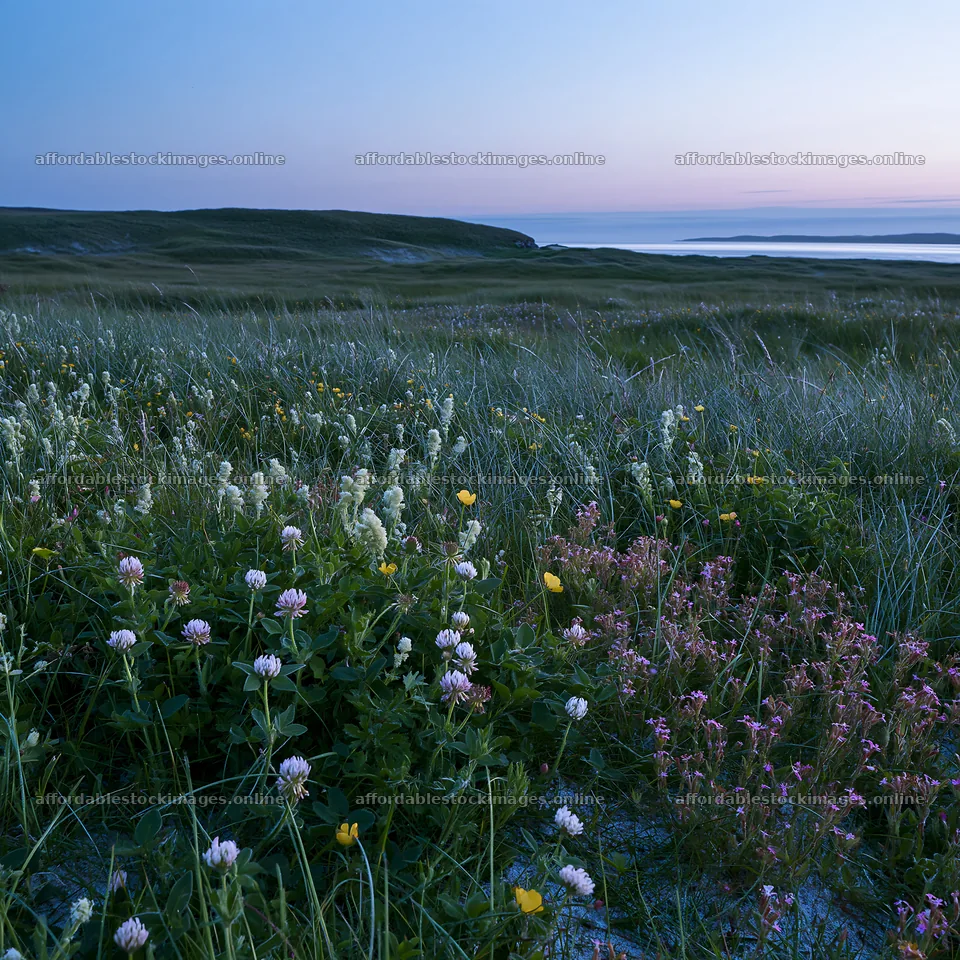 Regenerative meadow at dusk with wildflowers and grass – stock images 7938x7938