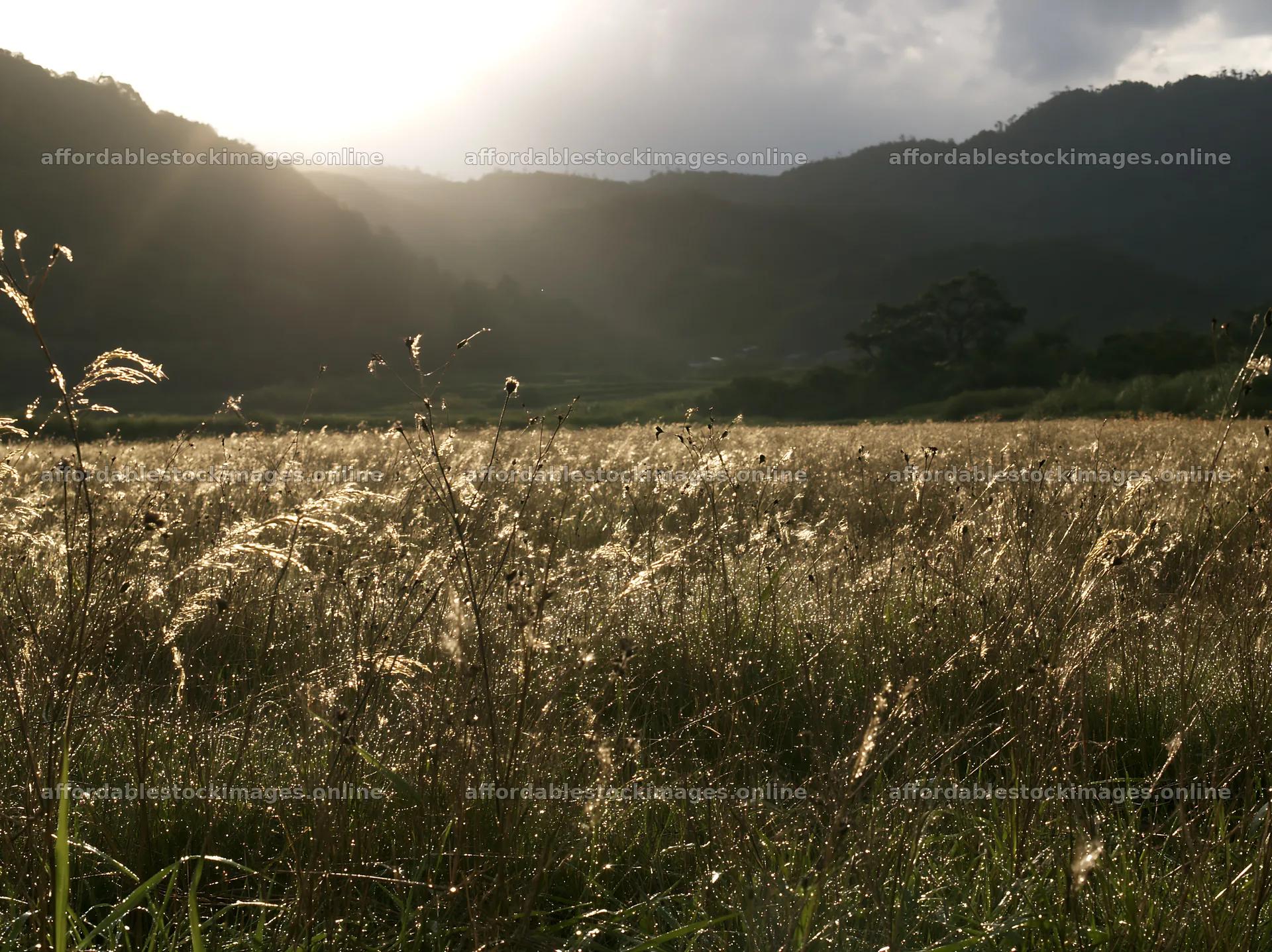 Golden meadow with seedheads in Okayama at sunset – stock images 9174x6866