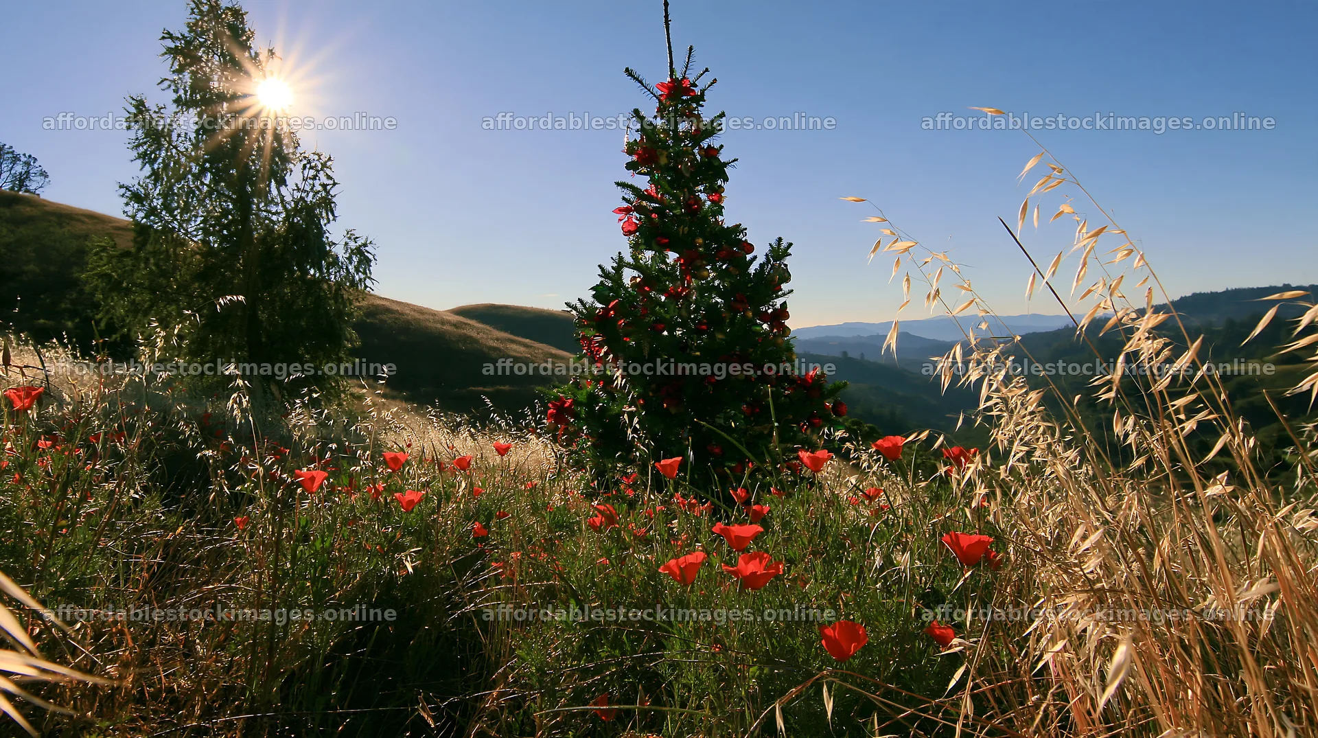 Christmas tree with ornaments in valley meadow – stock images 10608x5938