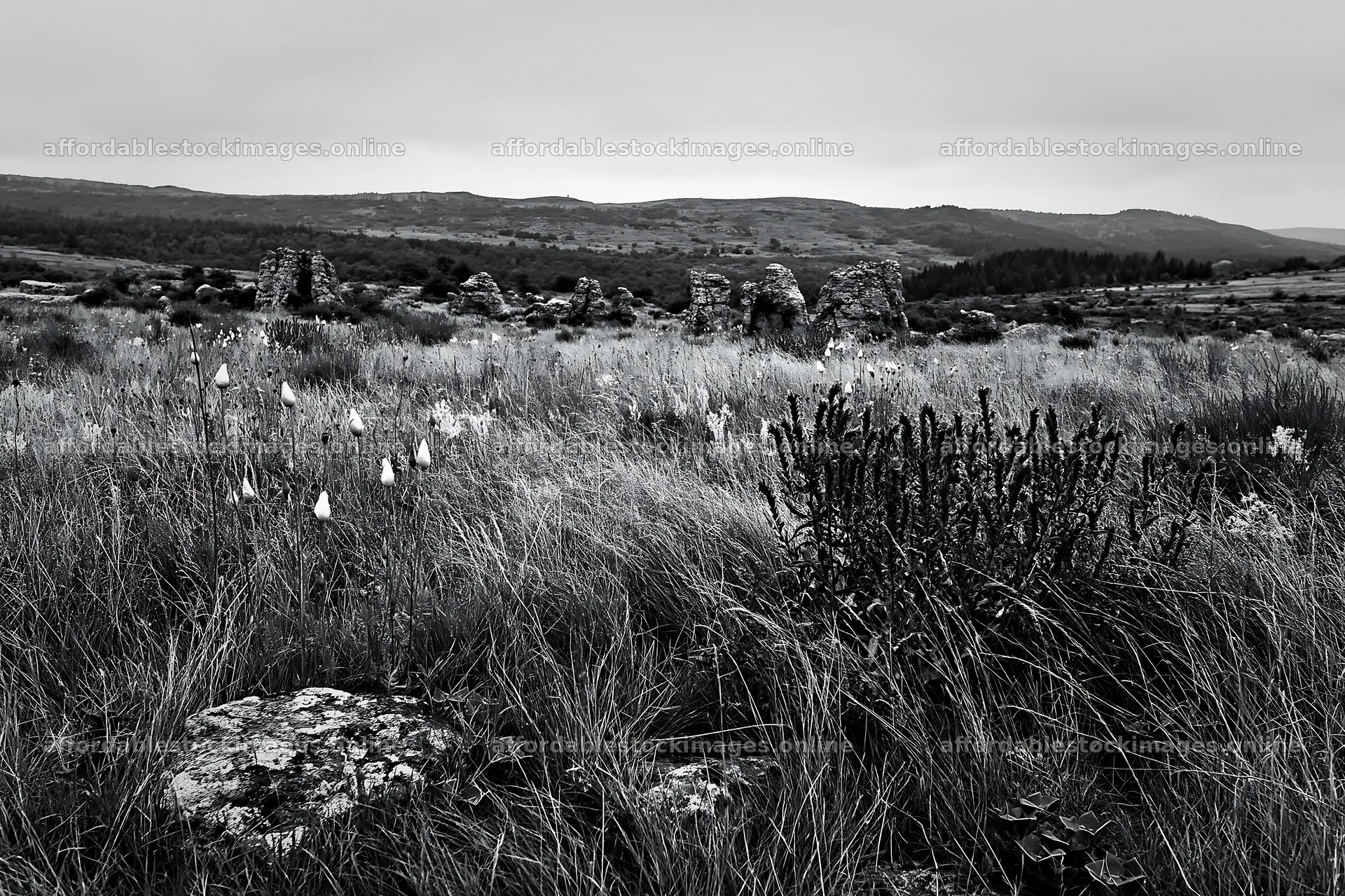 Viper's-bugloss meadow with ruins and hills in the background – stock images 9722x6480