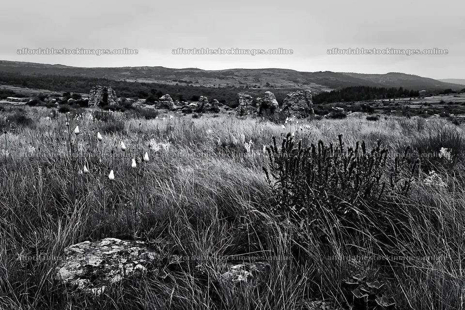Viper's-bugloss meadow with ruins and hills in the background – stock images 9722x6480