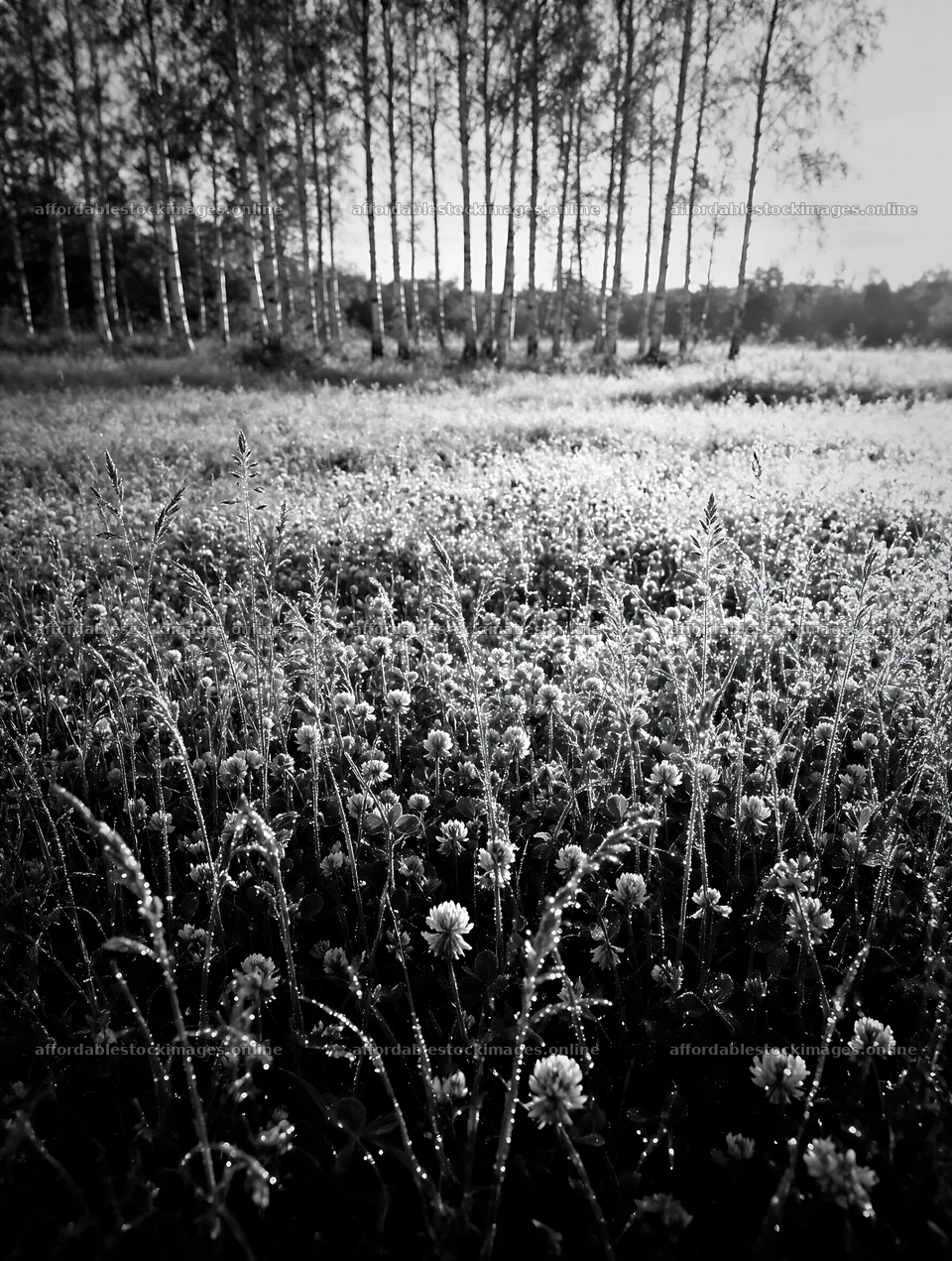 Clover speedwell meadow with dew and birch trees in the – stock images 6898x9134