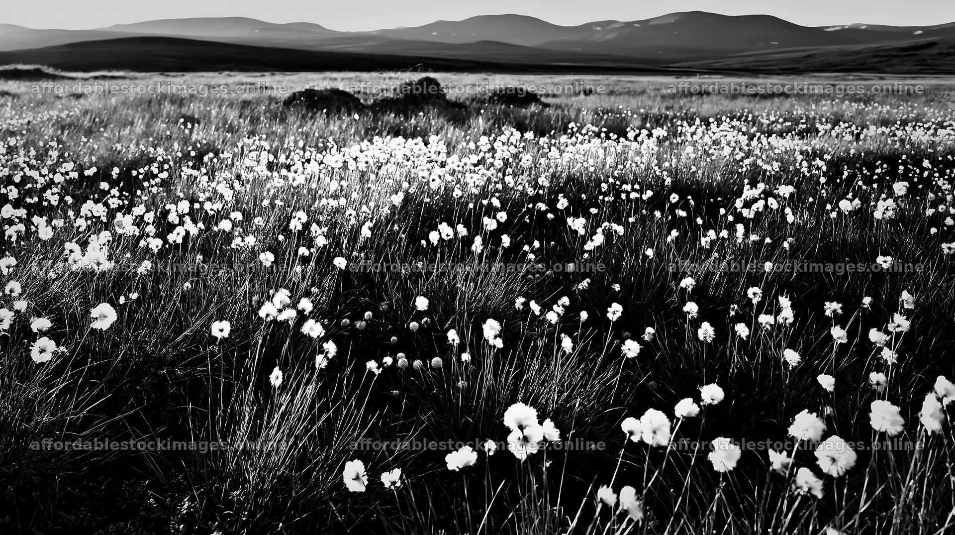 Cottongrass meadow glow during sunset in a vast landscape – stock images 10608x5938