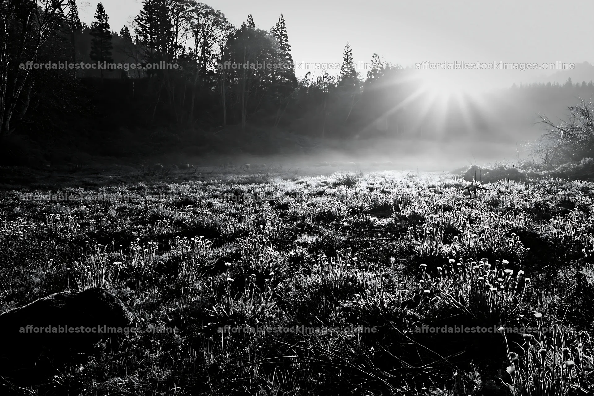 Miyagi spring recovery meadow mossy stone shows morning light – stock images 9722x6480