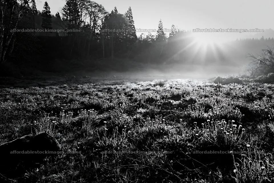 Miyagi spring recovery meadow mossy stone shows morning light – stock images 9722x6480