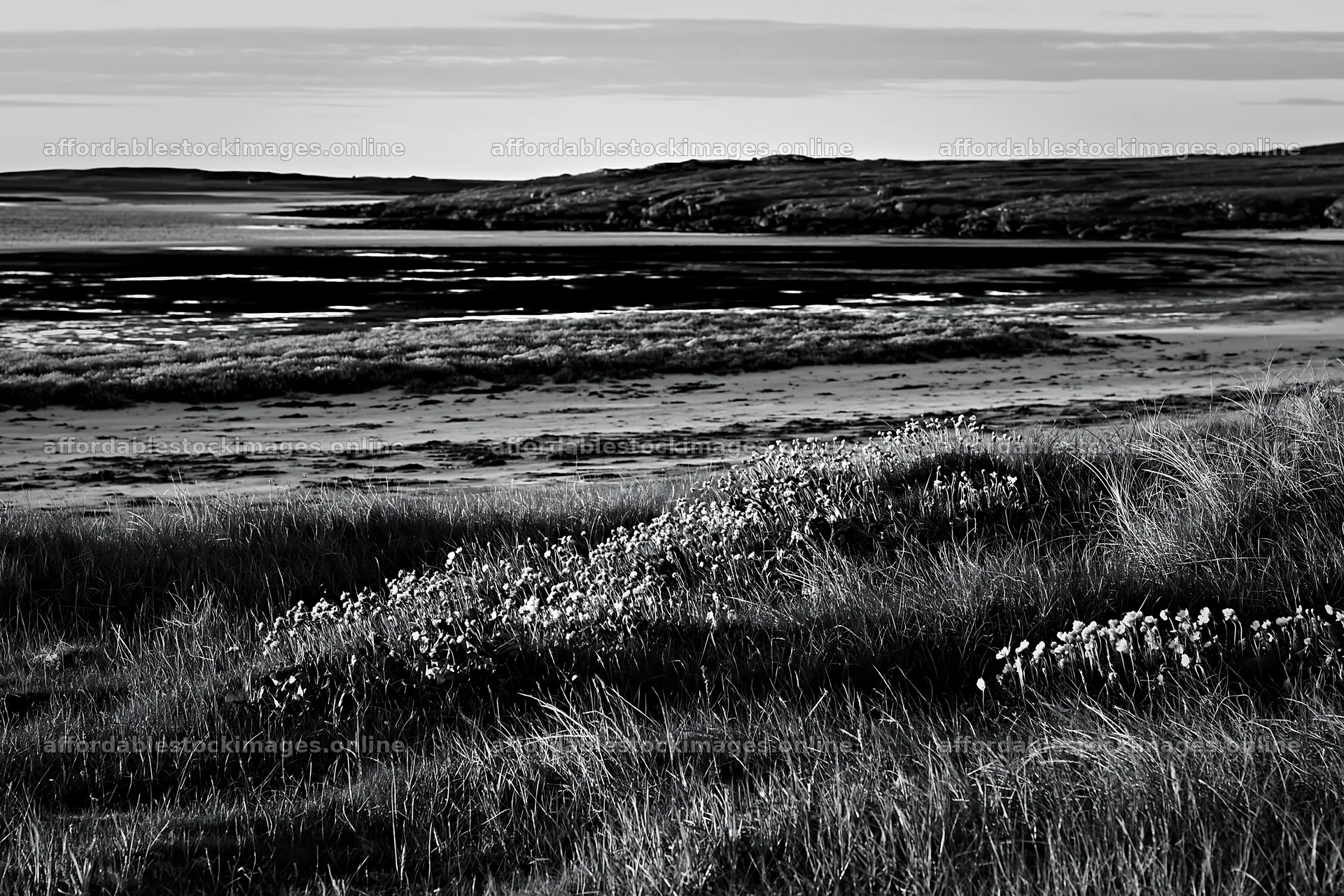 Coastal meadow with grass and flowers near the water – stock images 9722x6480