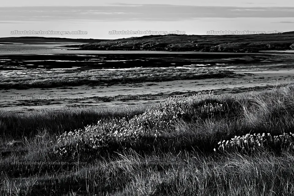 Coastal meadow with grass and flowers near the water – stock images 9722x6480