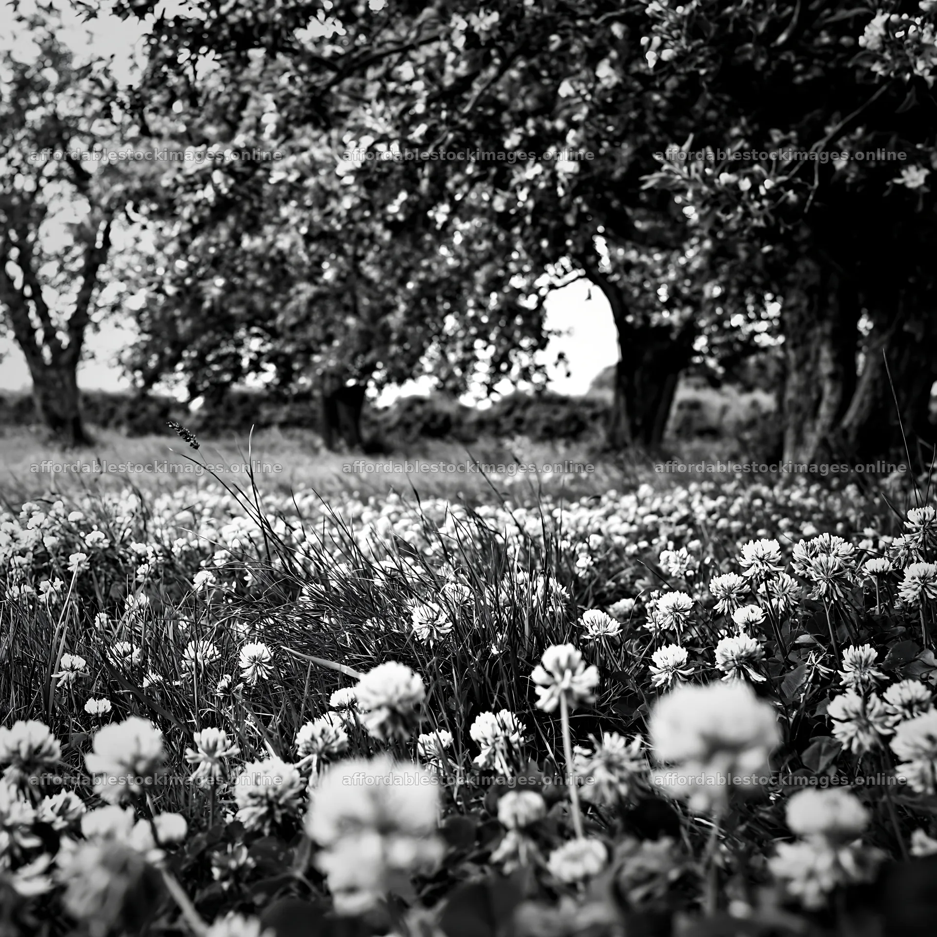 Clover apple meadow filled with flowers and trees – stock images 7938x7938
