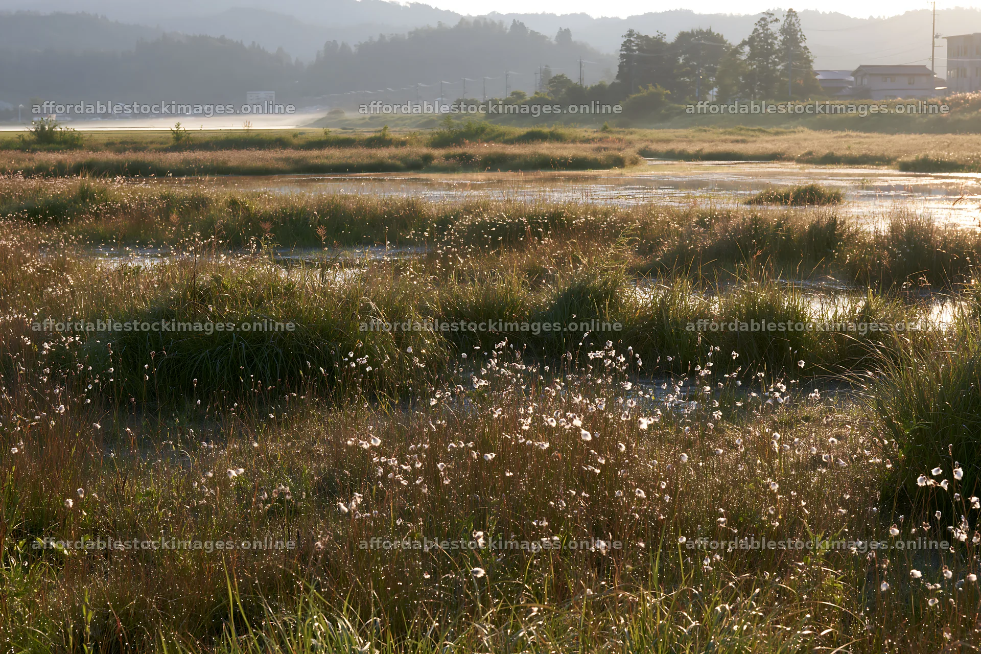 Niigata floodplain restoration meadow dew foreground – stock images 9722x6480