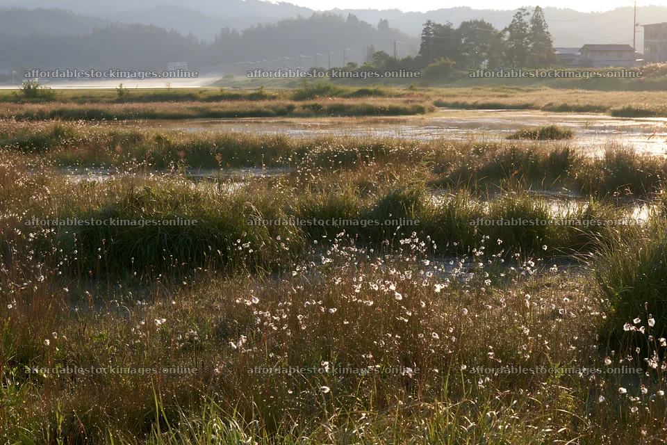 Niigata floodplain restoration meadow dew foreground – stock images 9722x6480