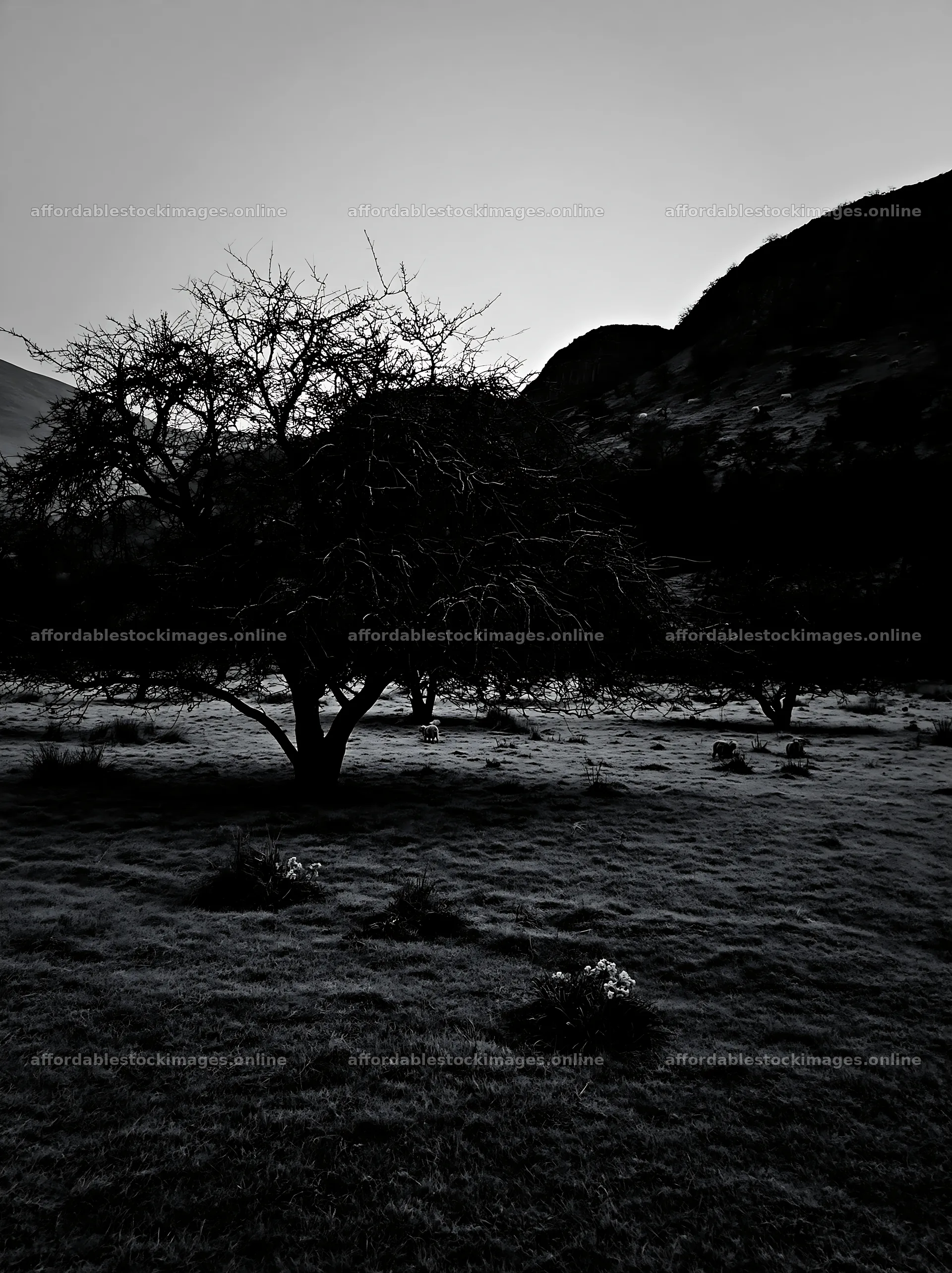 Valley apple meadow with trees in black and white light – stock images 6866x9174