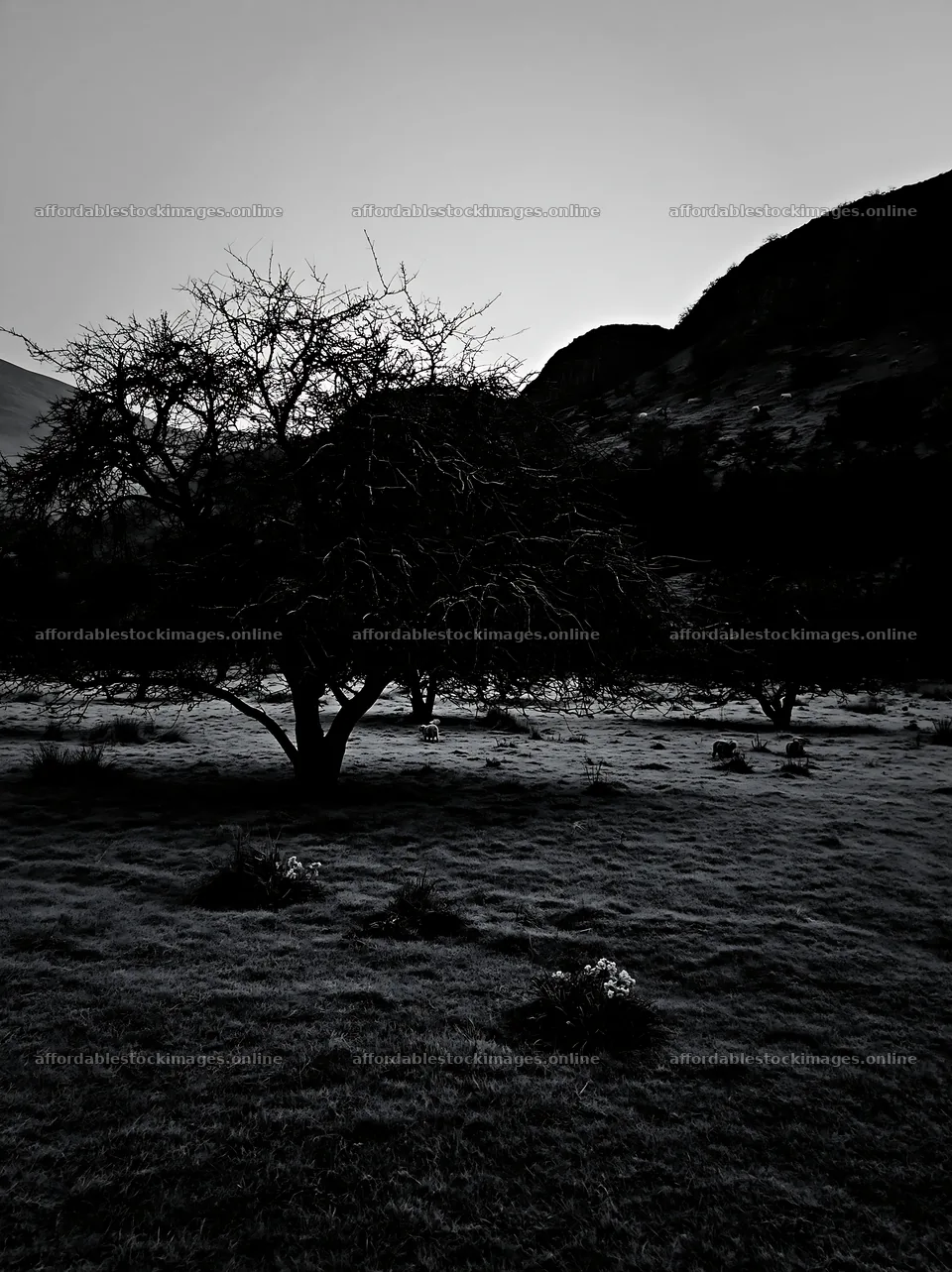Valley apple meadow with trees in black and white light – stock images 6866x9174