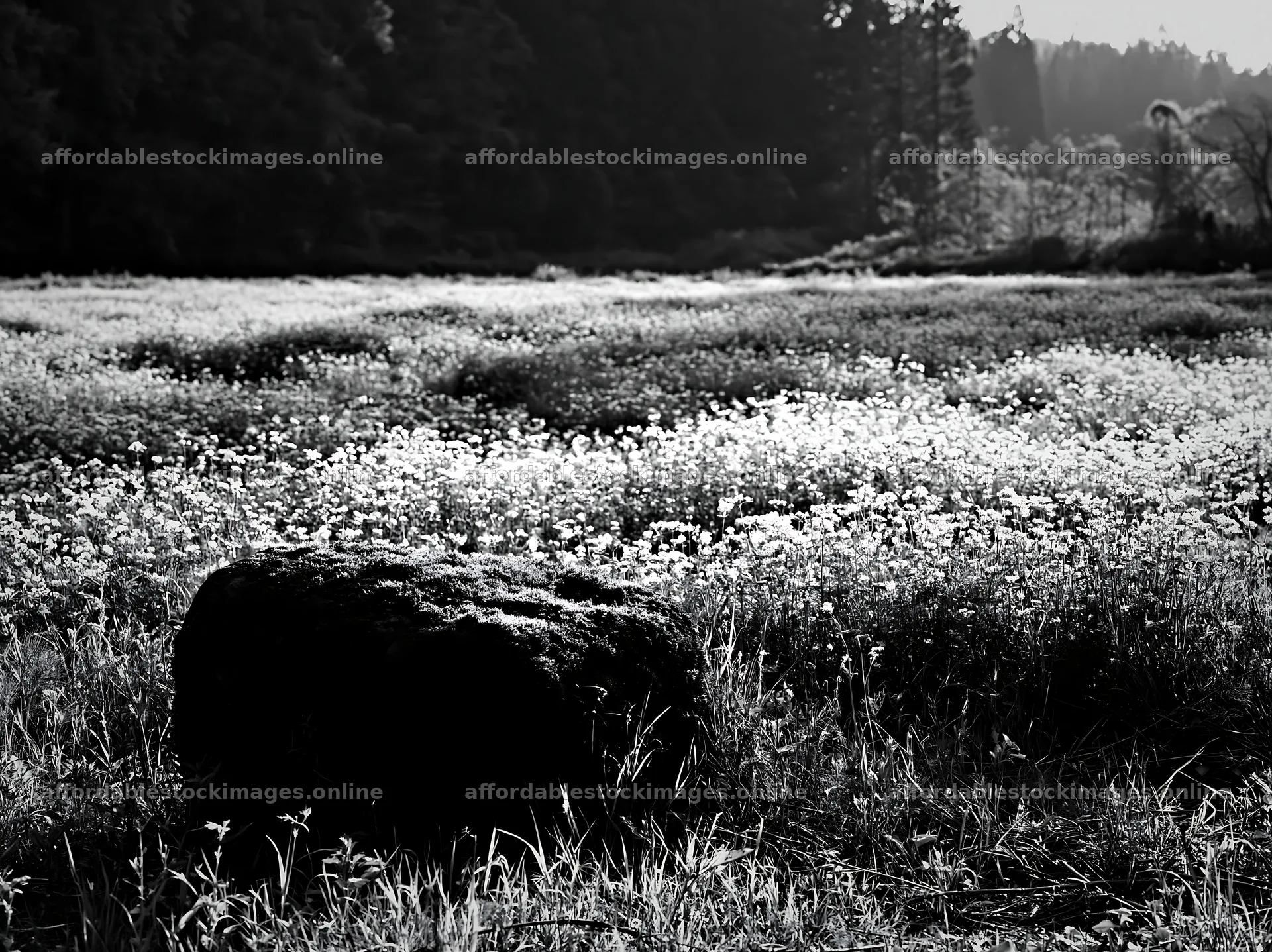 Miyagi spring recovery meadow mossy stone in a green field – stock images 9174x6866