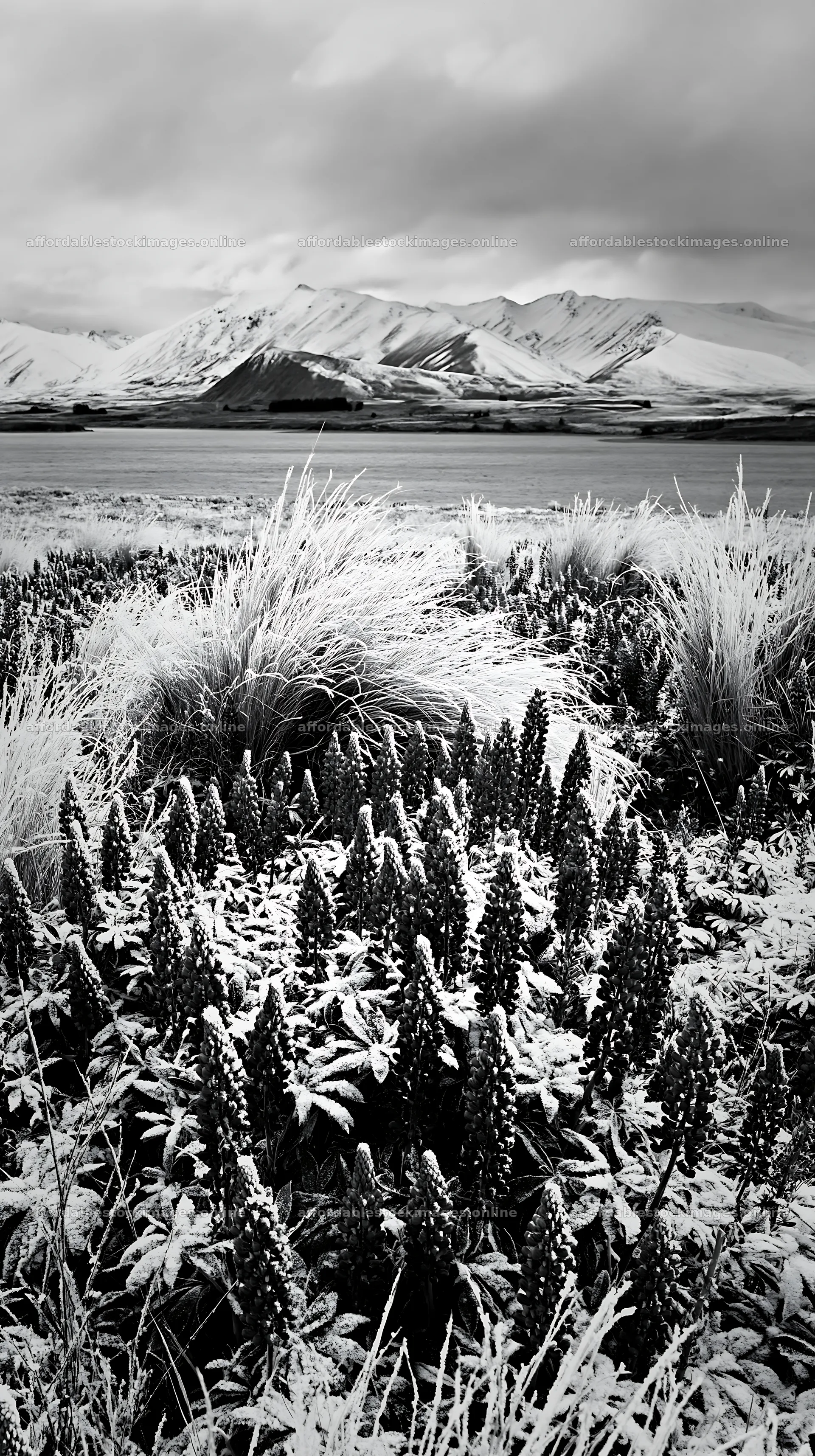 Meadow and snowy alps at Lake Tekapo in black and white – stock images 5938x10608