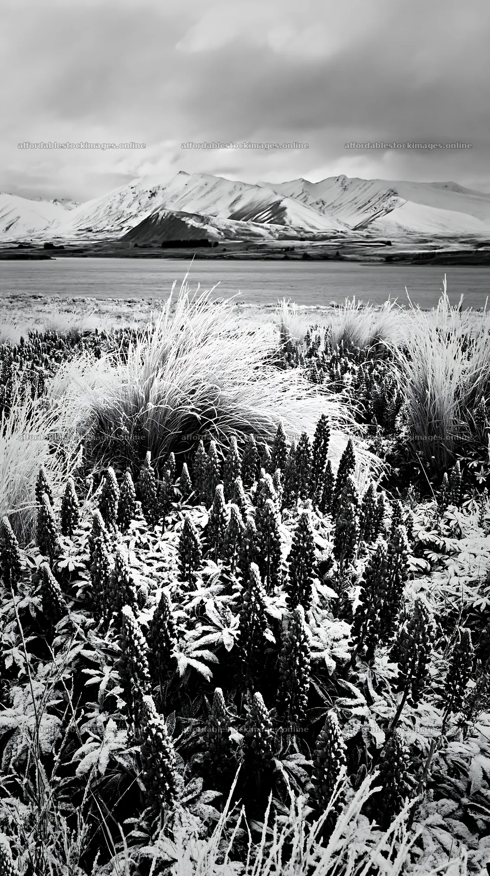 Meadow and snowy alps at Lake Tekapo in black and white – stock images 5938x10608