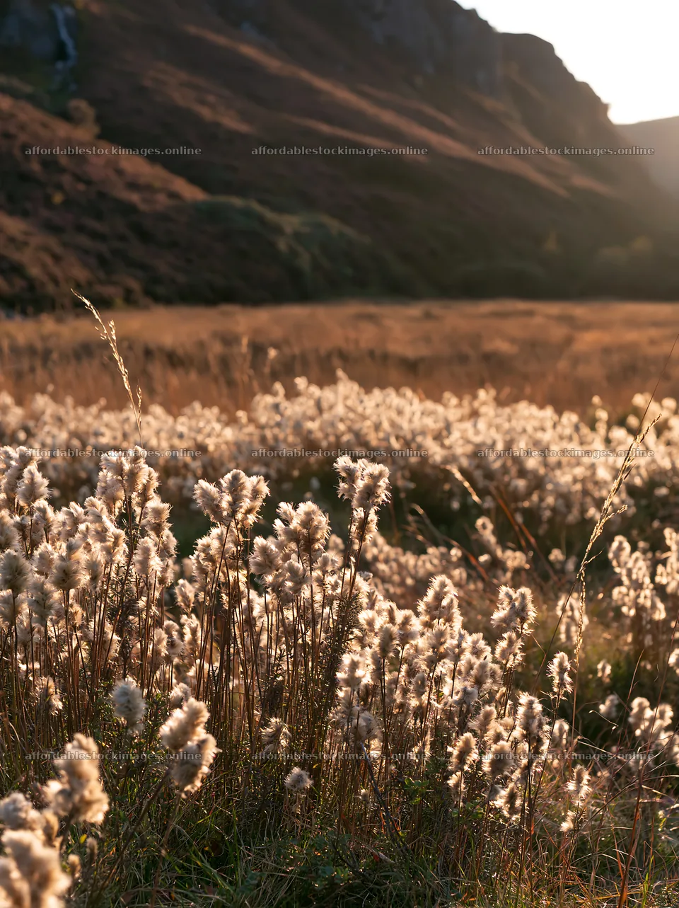 Meadow seedheads backlit at dusk in a valley – stock images 6866x9174