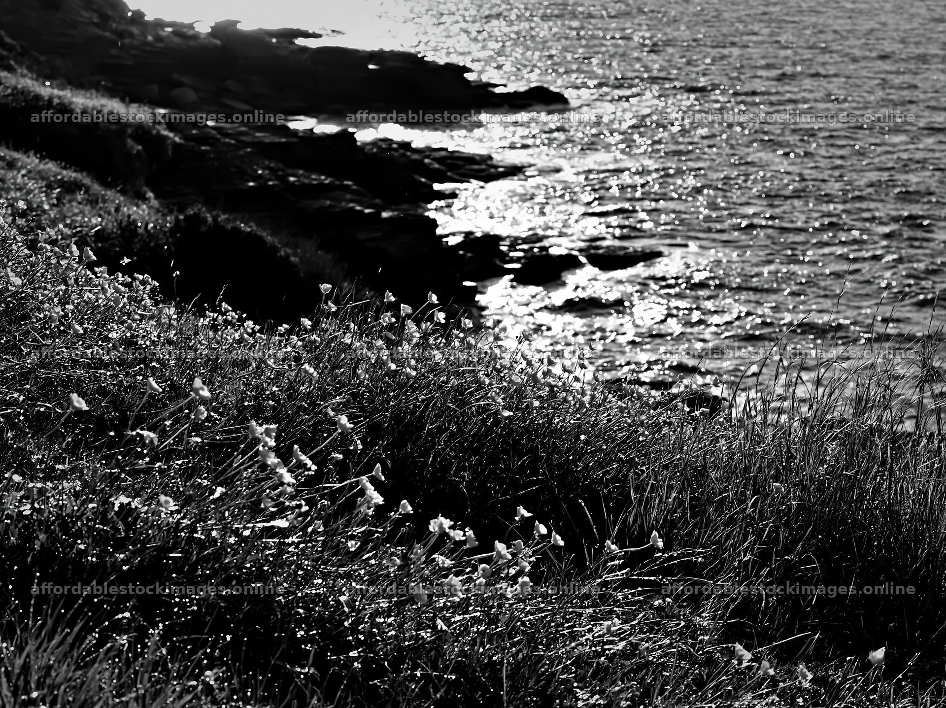 Italian meadow along rocky coast with bright yellow flowers – stock images 9174x6866