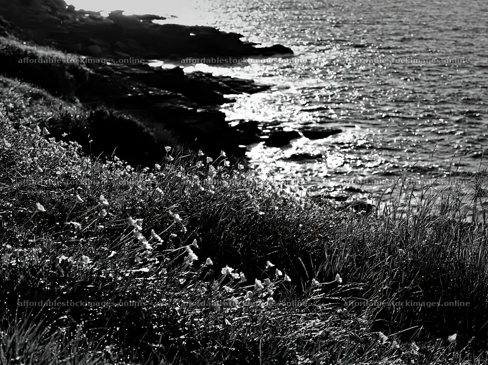 Italian meadow along rocky coast with bright yellow flowers – stock images 9174x6866