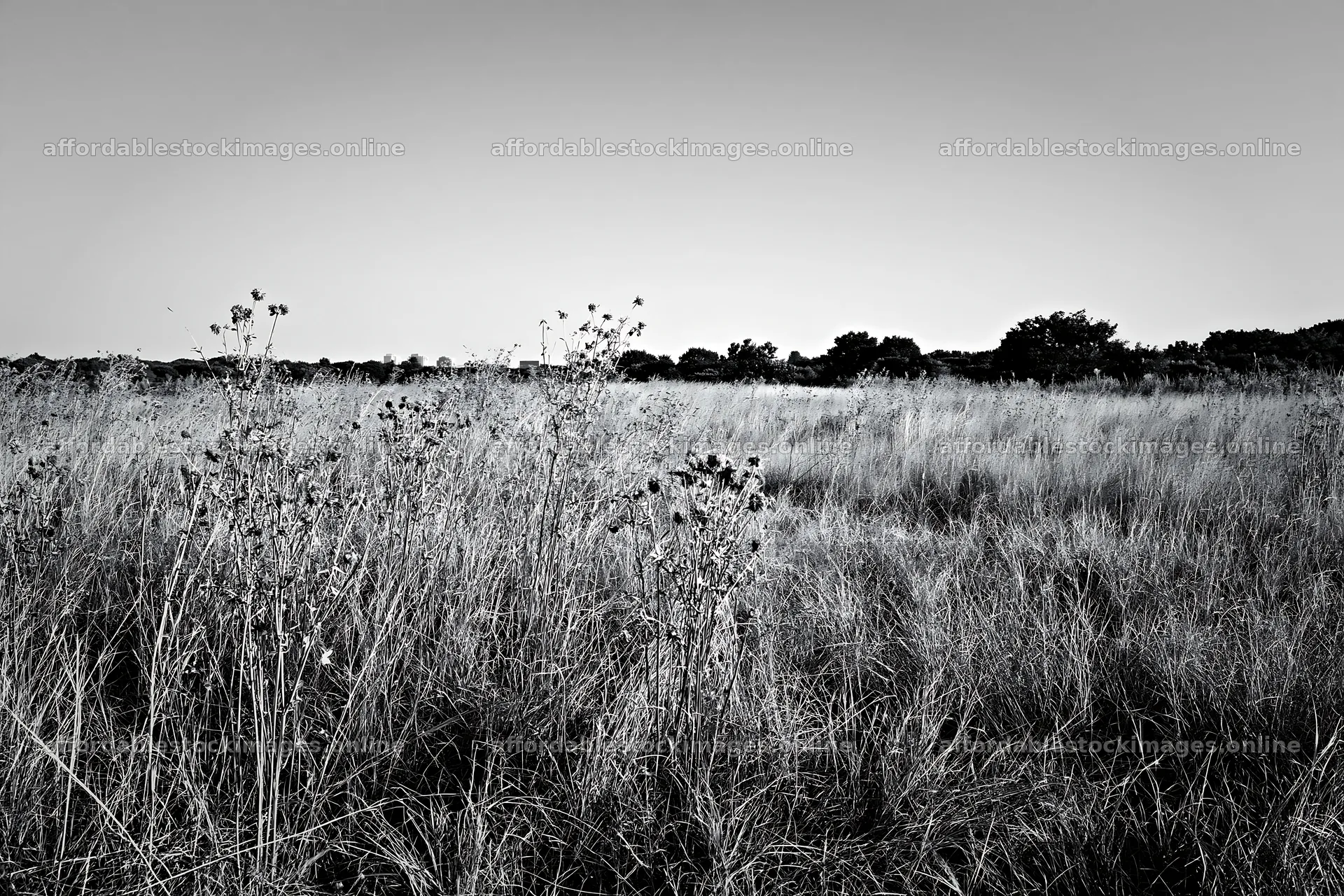 Tokyo urban biodiversity meadow with seedheads under clear sky – stock images 9722x6480