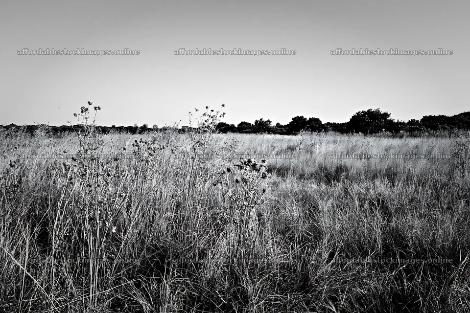 Tokyo urban biodiversity meadow with seedheads under clear sky – stock images 9722x6480
