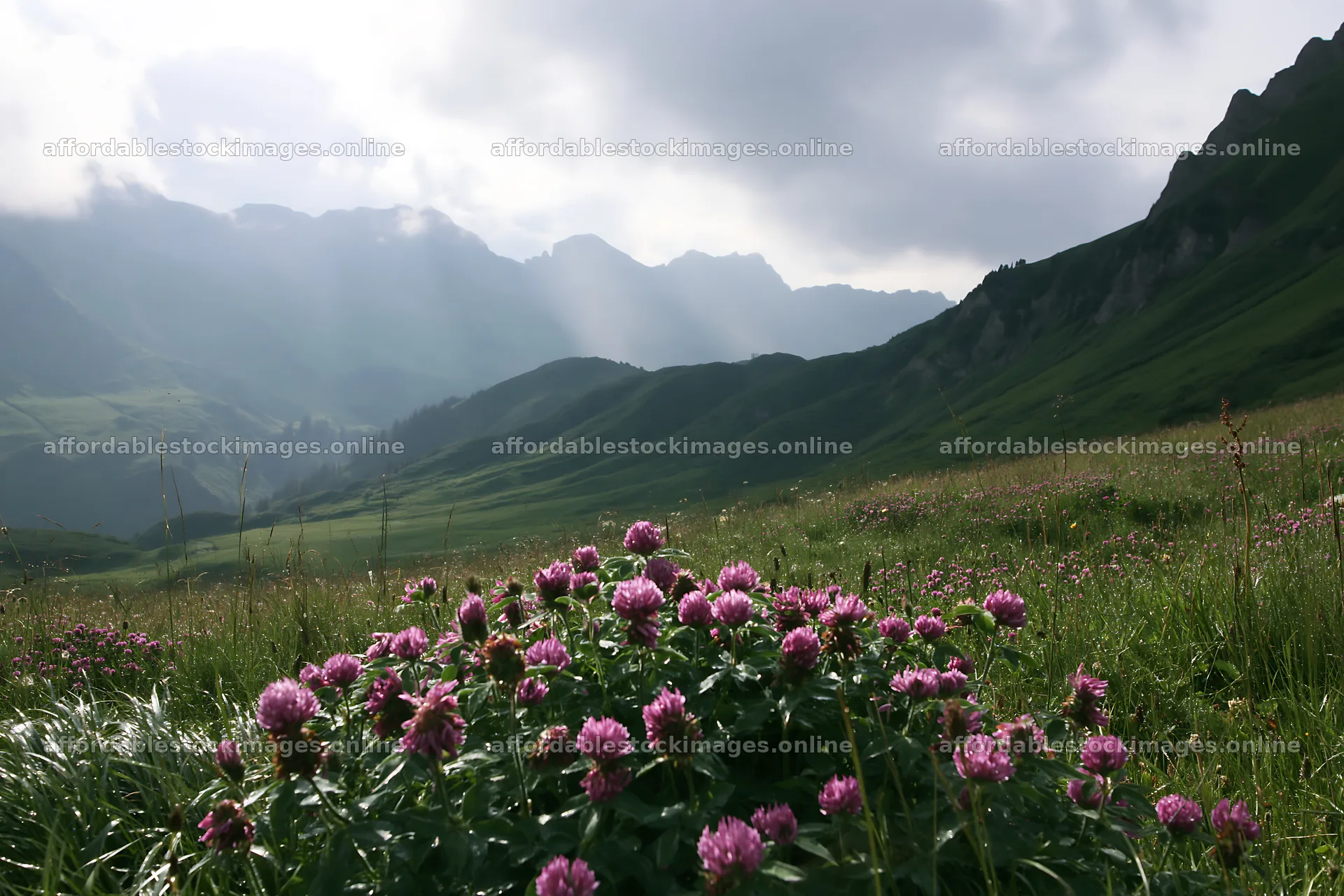 Swiss subalpine meadow with layered ridgelines and blooming – stock images 9722x6480