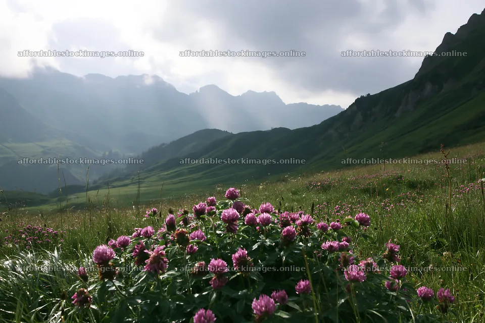 Swiss subalpine meadow with layered ridgelines and blooming – stock images 9722x6480