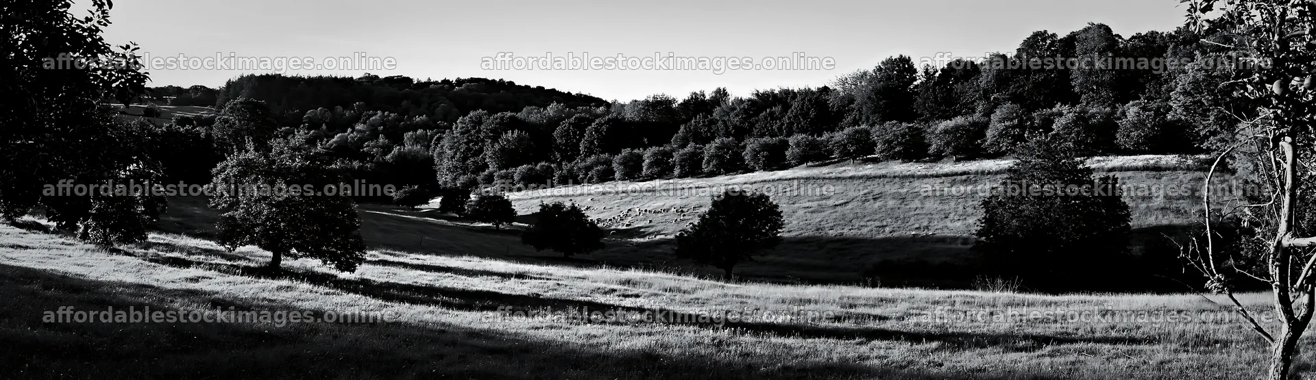 Hillside apple meadow in black and white during daylight – stock images 14762x4268