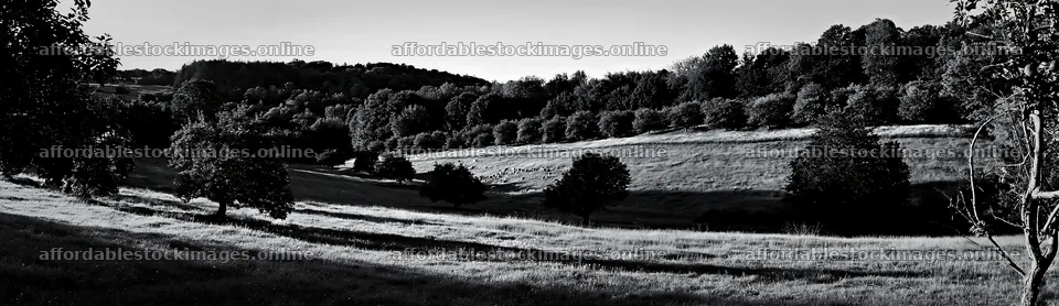Hillside apple meadow in black and white during daylight – stock images 14762x4268