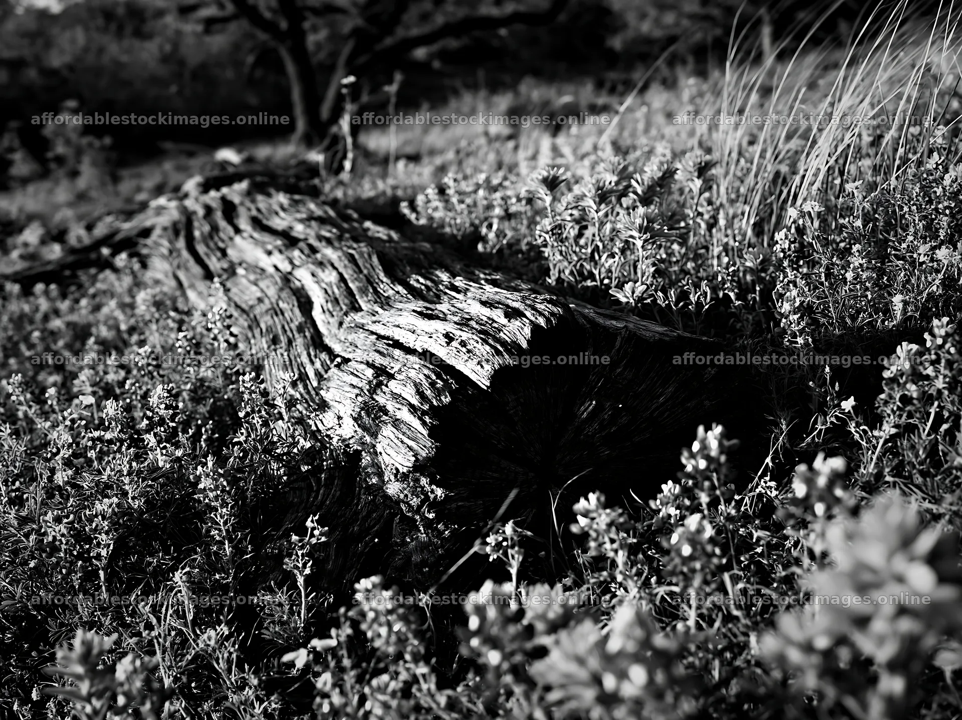 Weathered log in a meadow surrounded by wildflowers – stock images 9174x6866