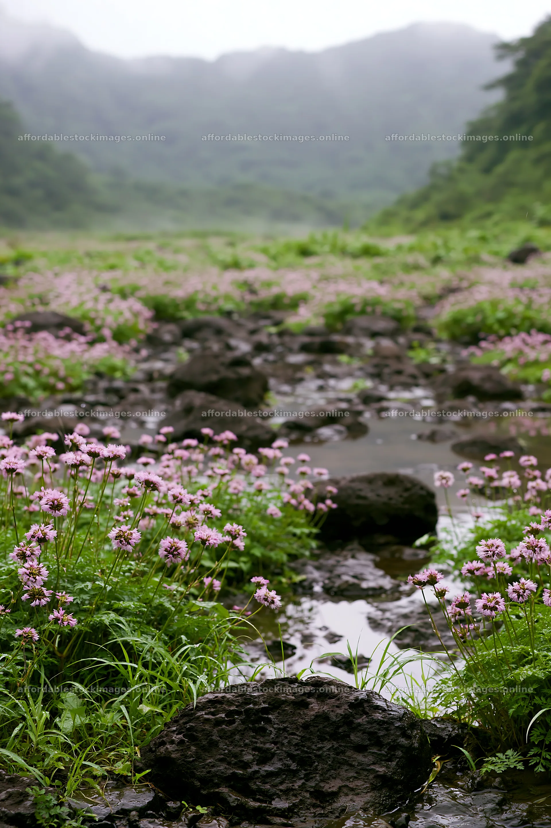 Kanagawa heat resilient meadow volcanic stones with pink flowers – stock images 6480x9722