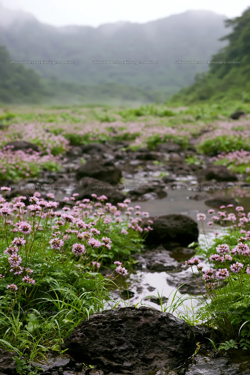 Kanagawa heat resilient meadow volcanic stones with pink flowers – stock images 6480x9722